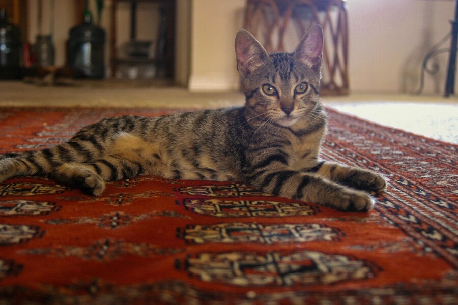 Oriental rug cleaning by Certified Green Team