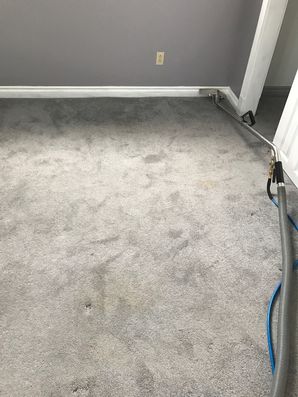 Before & During Carpet Cleaning in Brighton, MA (1)